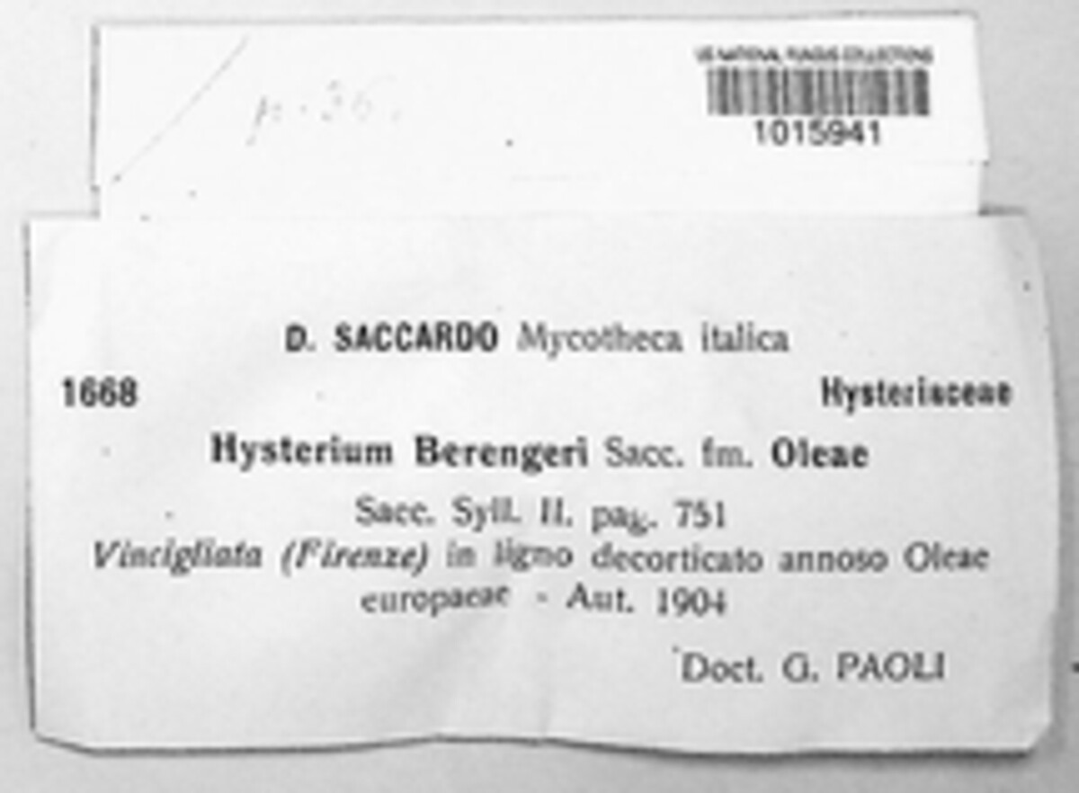 Hysterium berengerii image